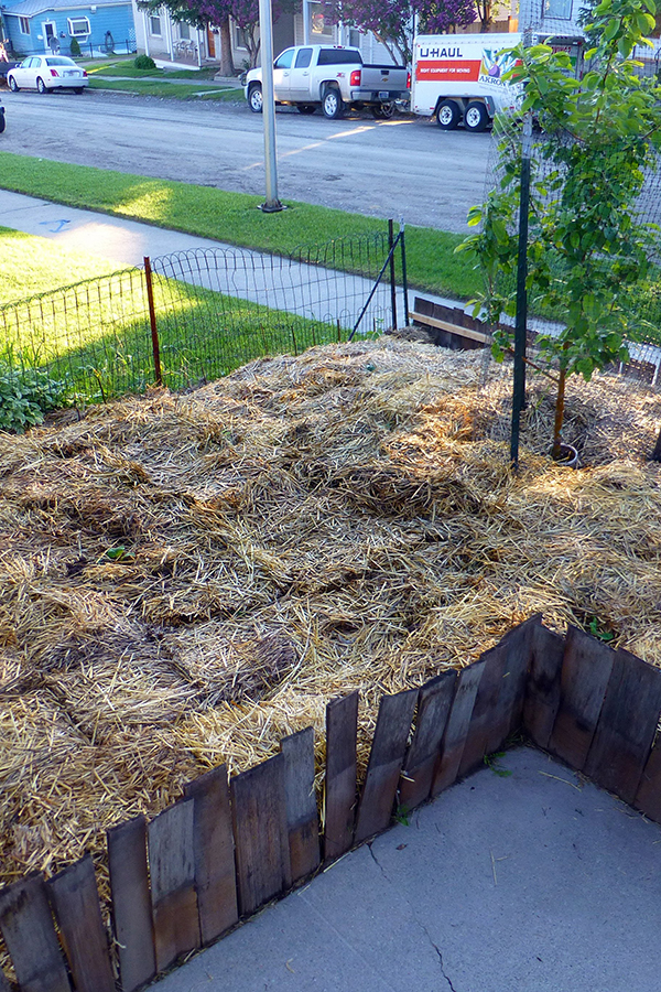 Permaculture-sheet mulching 7 600×900